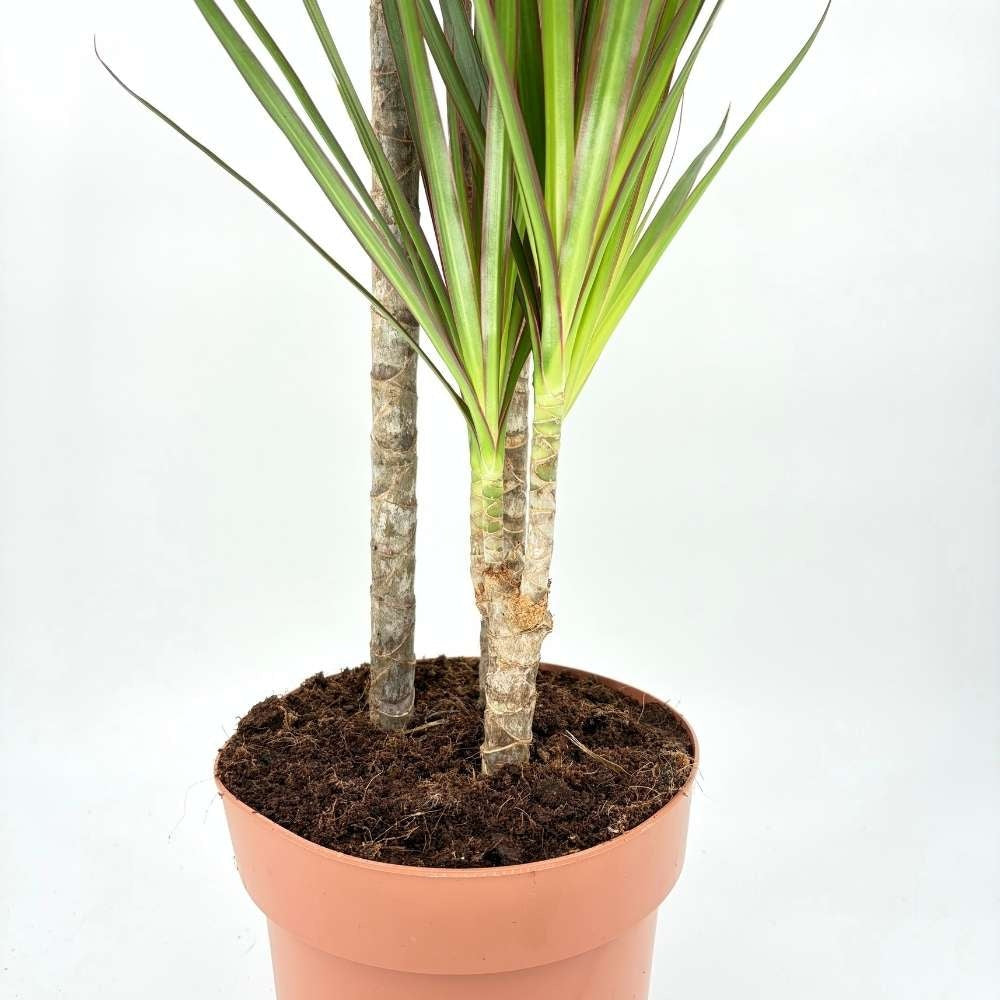 Trunchiul Fericirii (Dracena) Marginata, 110-120 cm, 3 Tulpini, planta decorativa cu frunze subtiri si tulpina inalta