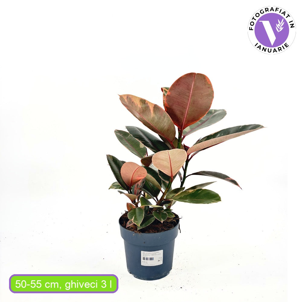 Gumifa Ficus elastica 'Belize' – rózsaszín-krém-zöld tarka levelű szobanövény