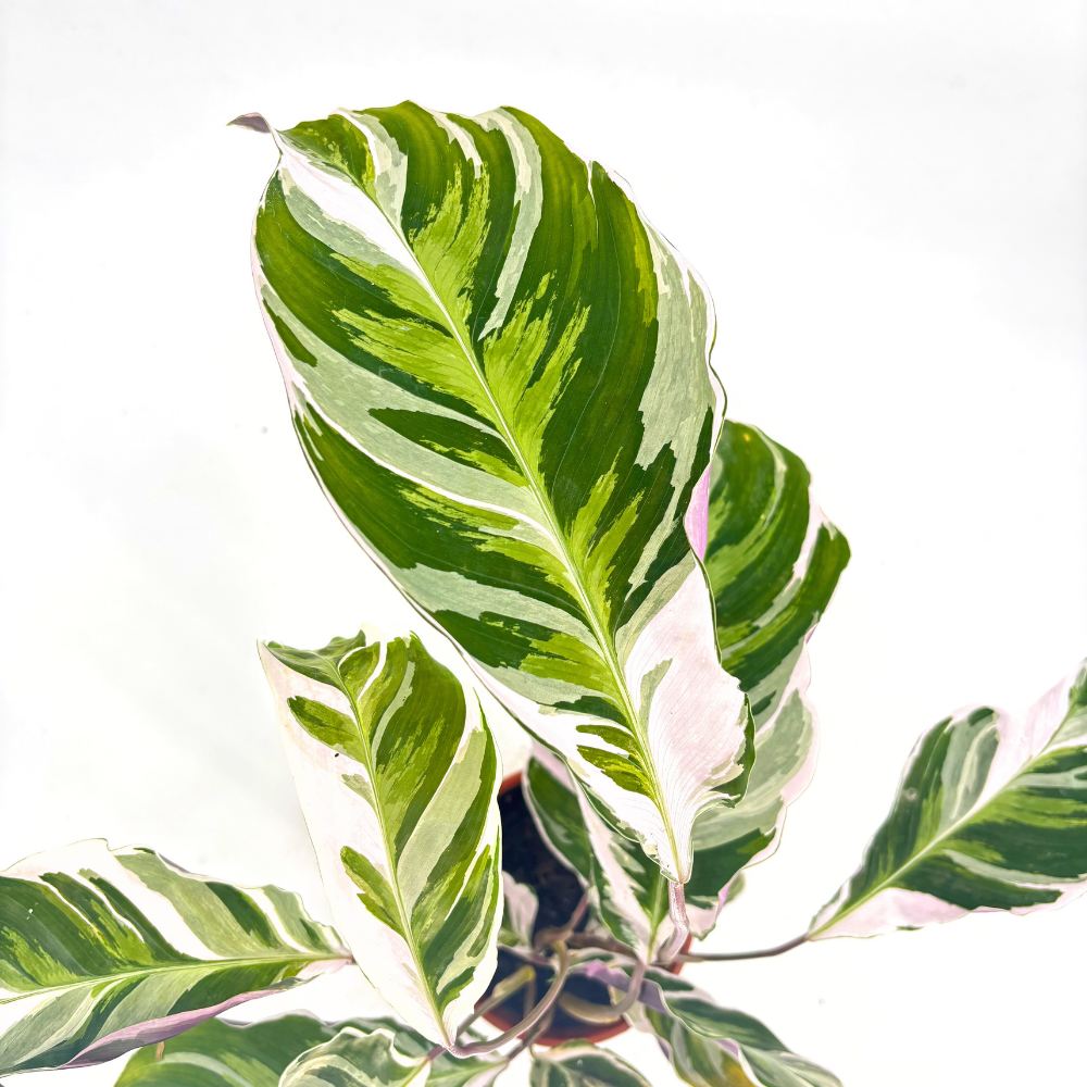 Imádkozó növény Calathea 'Fusion White Tricolor' – fehér, lila és zöld trópusi levéldísznövény