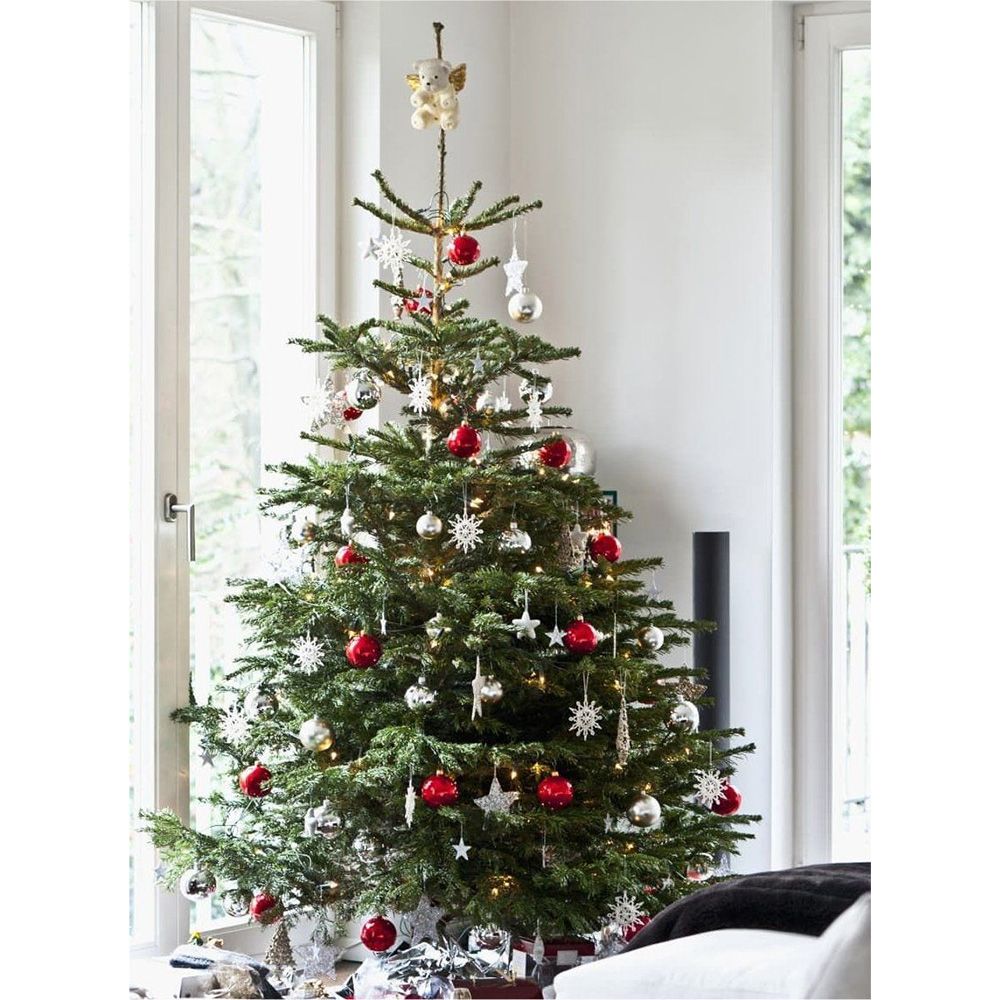 Brad de Craciun Nordmann (Abies Nordmanniana), brad vesnic verde, rezistent la ger, crestere moderata, Ideal pentru gradina sau craciun