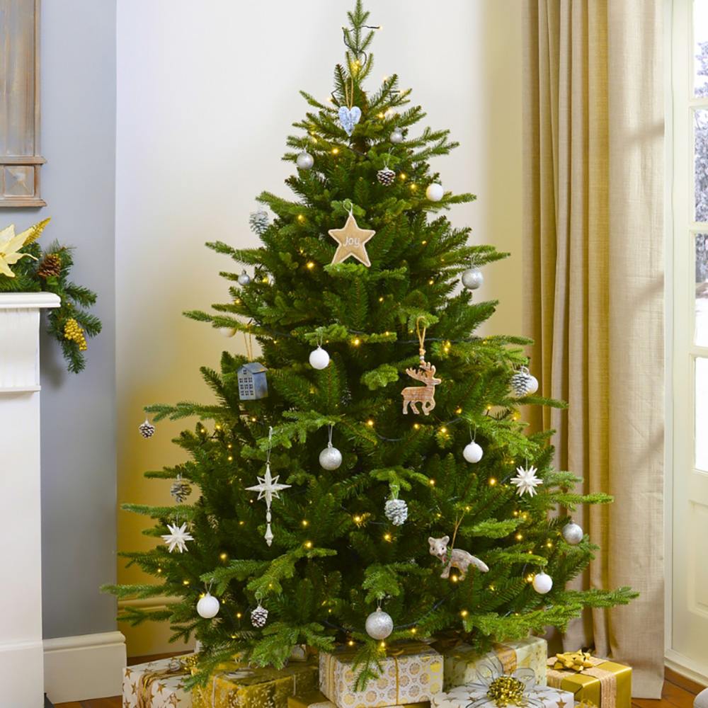 Brad de Craciun Nordmann (Abies Nordmanniana), brad vesnic verde, rezistent la ger, crestere moderata, Ideal pentru gradina sau craciun