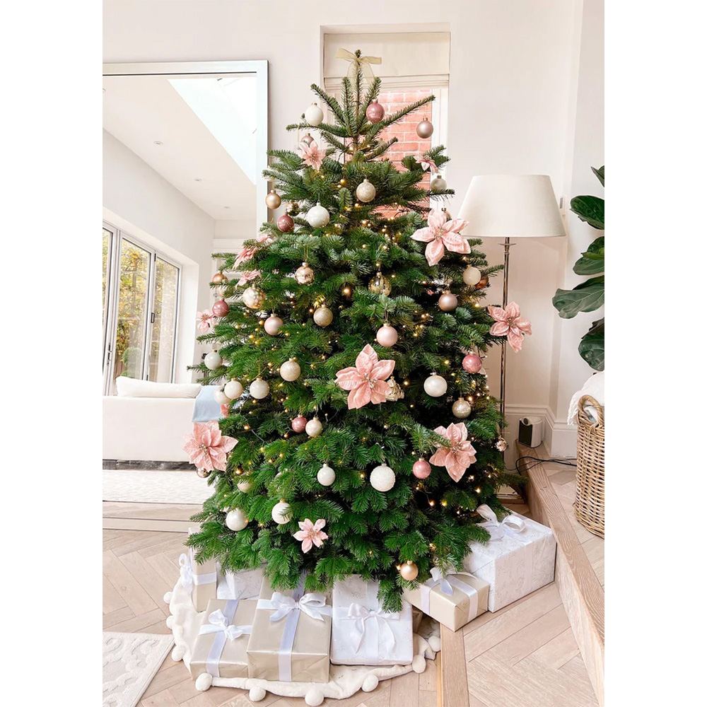 Brad de Craciun Nordmann (Abies Nordmanniana), brad vesnic verde, rezistent la ger, crestere moderata, Ideal pentru gradina sau craciun