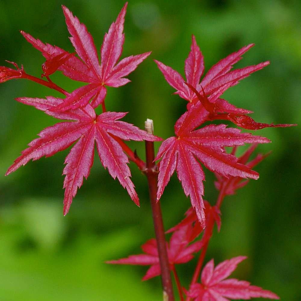 Artar Japonez Beni-Maiko, cu frunzis roz-verde