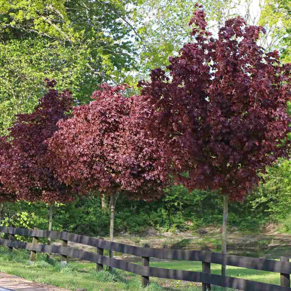 Juhar 'Crimson King' (Acer platanoides) – sötétlila lombozatú nagy díszfa