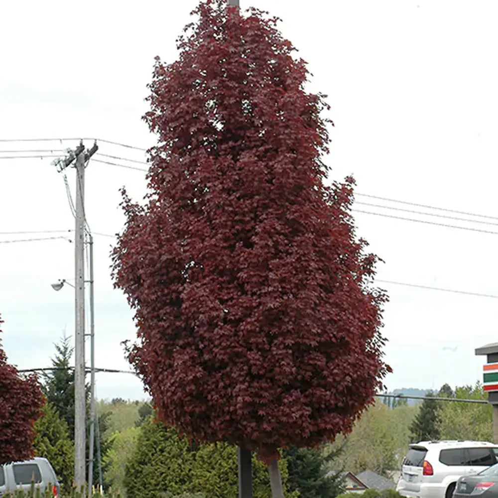 Juhar 'Crimson King' (Acer platanoides) – sötétlila lombozatú nagy díszfa