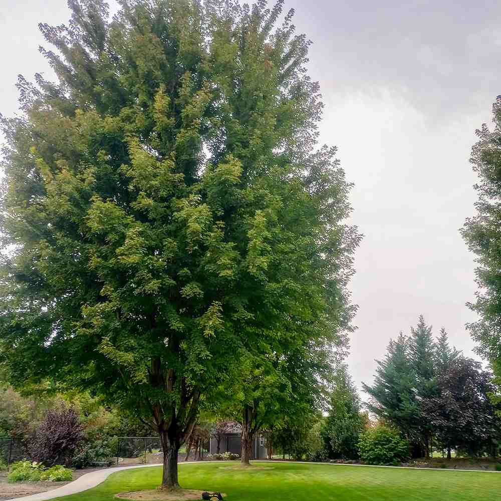 Artar Rosu Freemanii Autumn Blaze, artar ornamental rosu intens in toamna, frunzis elegant palmat-lobat, crestere rapida, perfect pentru oras