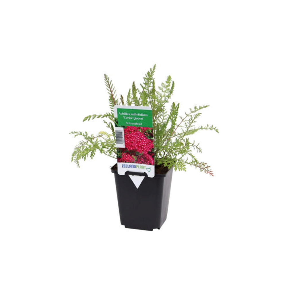 Cickafark 'Cerise Queen' – intenzív rózsaszín-piros virágú, nyáron virágzó évelő