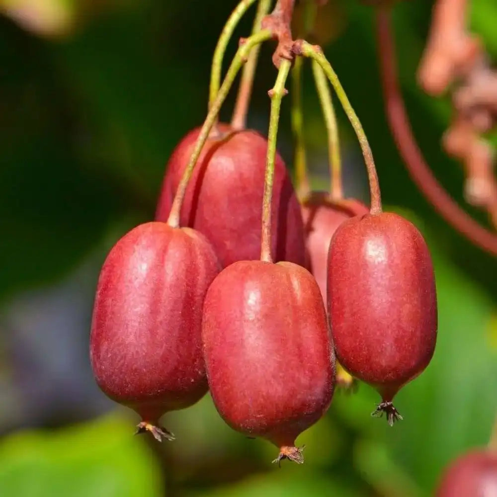 Kiwi de Siberia Geneva (Actinidia arguta), femela, cu fructe dulci rosii parfumate, bogate in vitamina C
