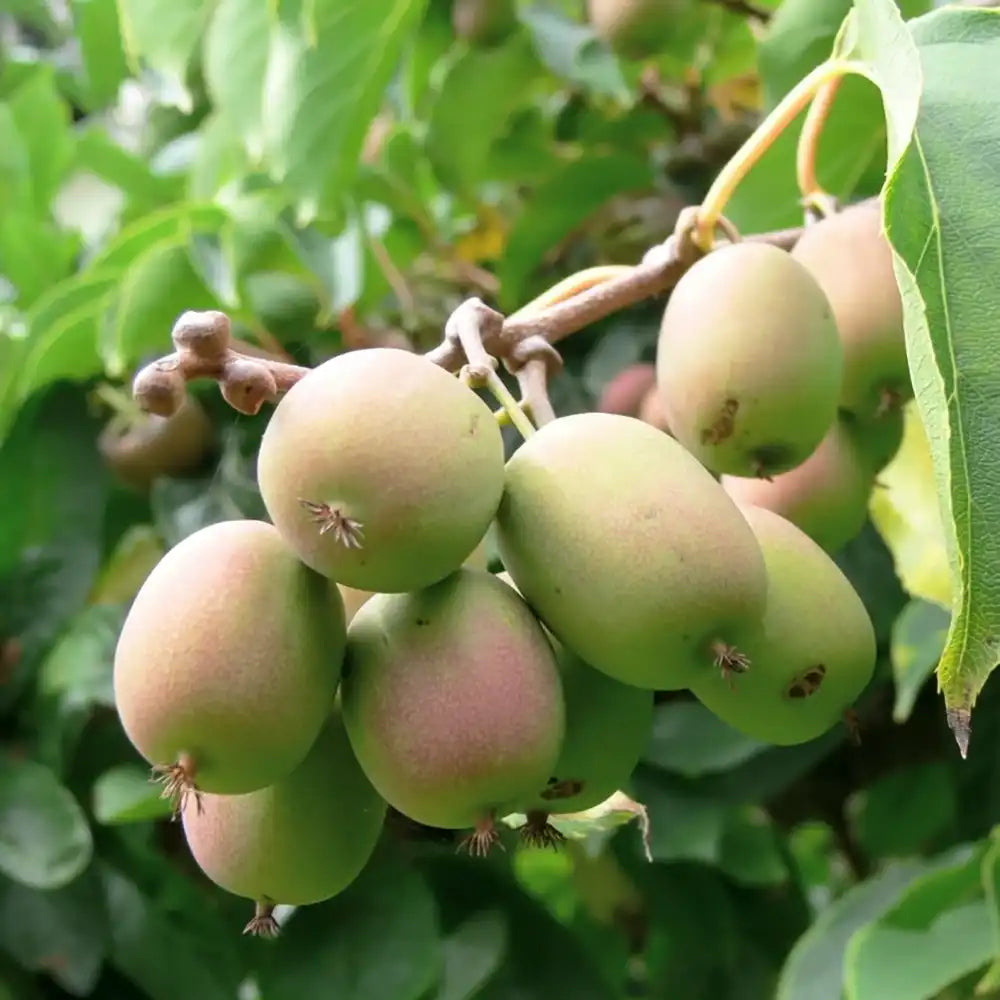 Kiwi de Siberia Weiki (Actinidia arguta), mascul, cu fructe mici dulci, bogate in vitamina C