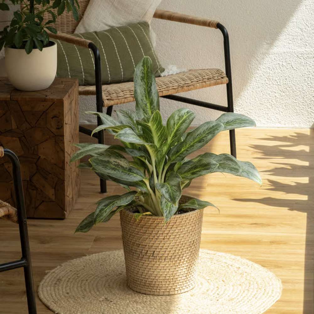 Aglaonema Emerald Green, 60 cm, cu frunze argintii si dungi verzi lucioase, planta tropicala usor de ingrijit, purificatoare de aer
