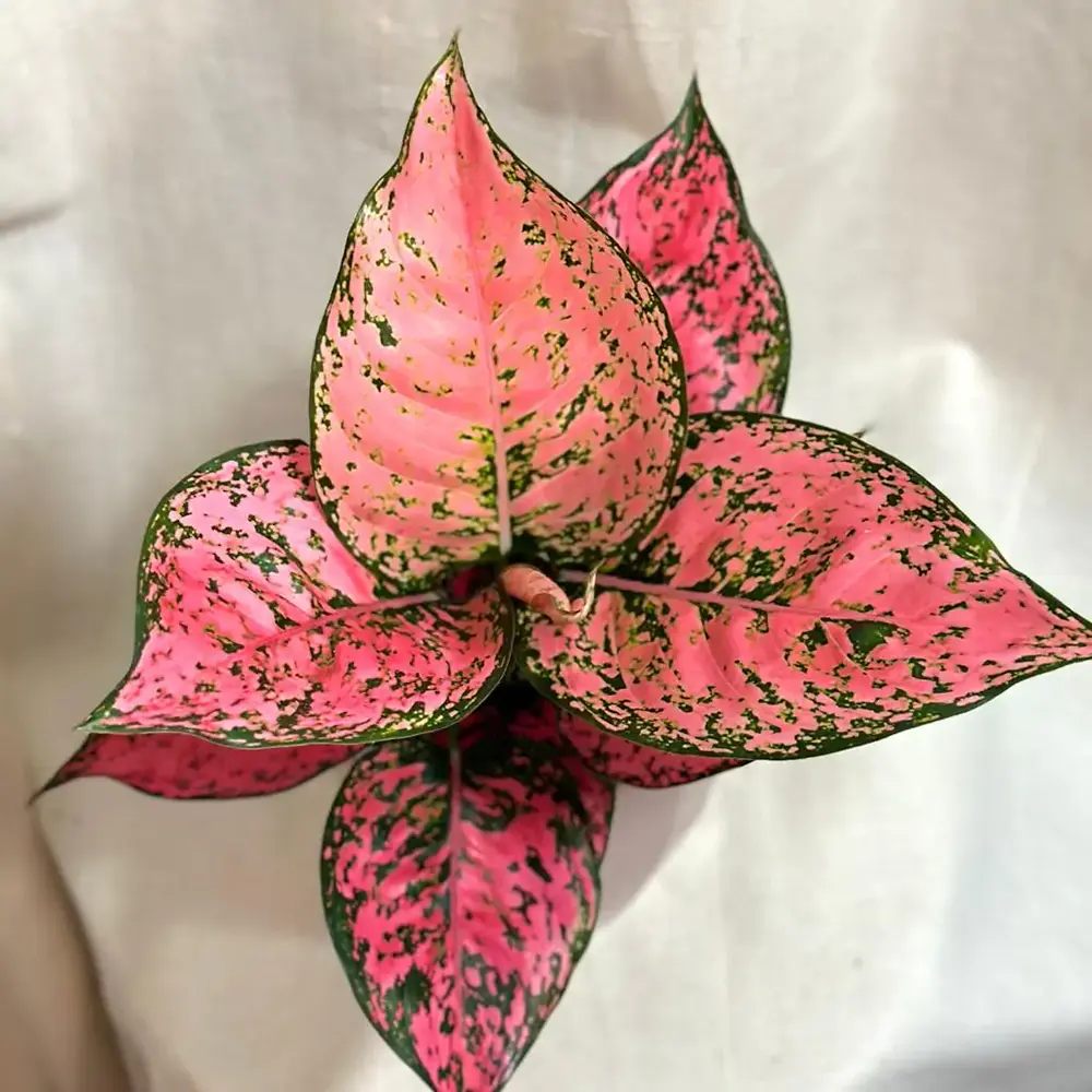 Aglaonema Spicy Pink, 40 cm, planta interior decorativa cu frunze roz, usor de ingrijit, curata aerul