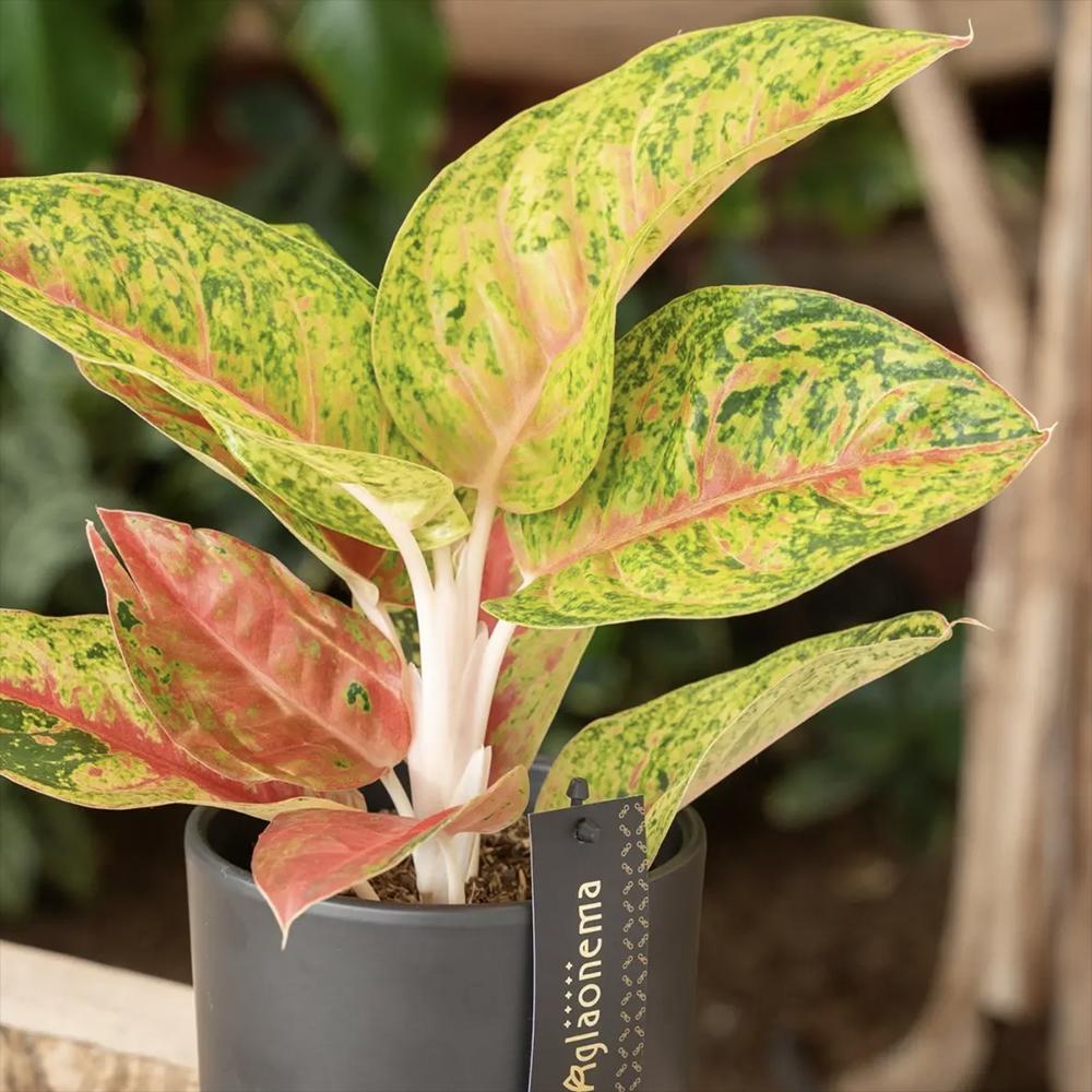 Aglaonema Grand Poppy, 30 cm, planta tropicala exotica, purificatoare de aer, usor de ingrijit