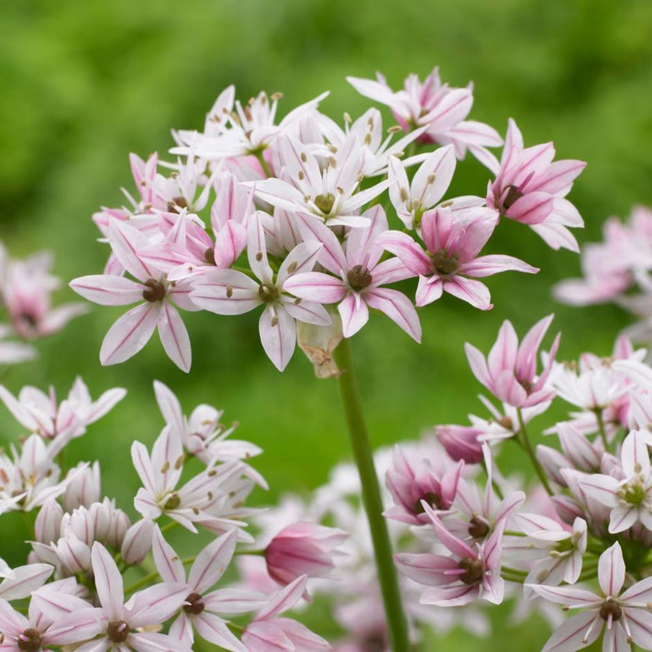 Bulbi Ceapa Ornamentala (Allium) Cameleon, set de 10 bulbi cu flori alb-roz, atractie pentru albine, rezistenti la frig