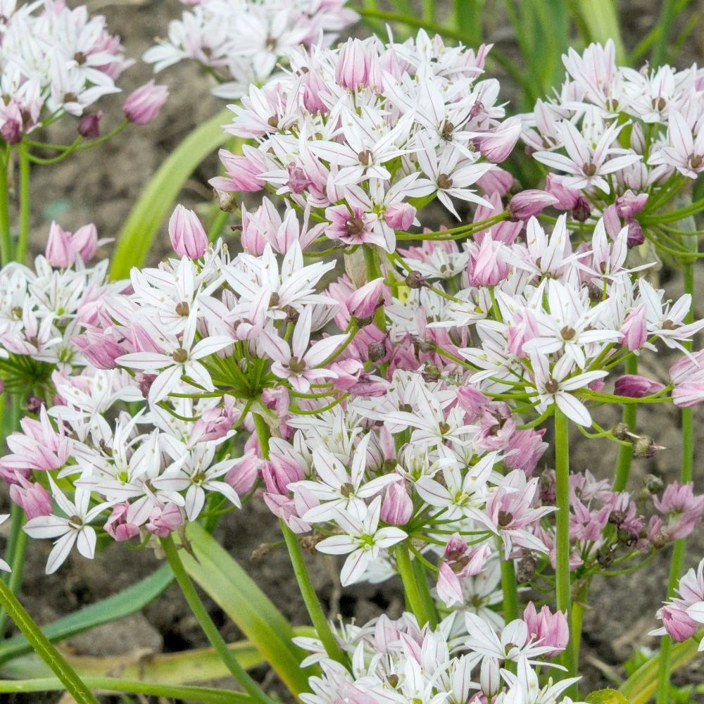 Bulbi Ceapa Ornamentala (Allium) Cameleon, set de 10 bulbi cu flori alb-roz, atractie pentru albine, rezistenti la frig