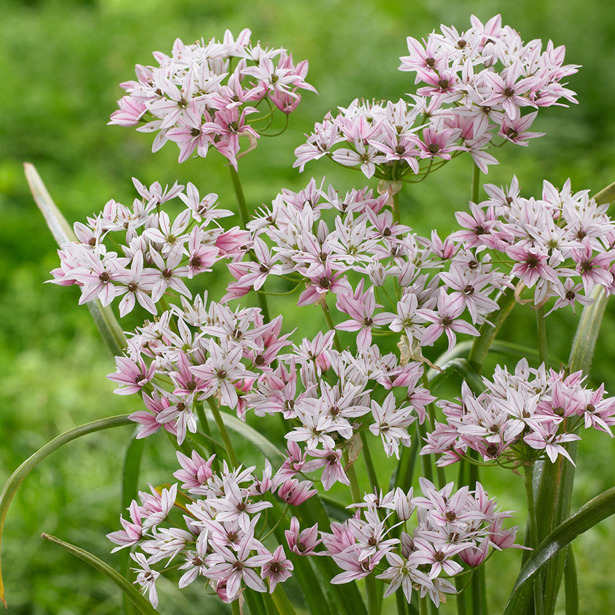 Bulbi Ceapa Ornamentala (Allium) Cameleon, set de 10 bulbi cu flori alb-roz, atractie pentru albine, rezistenti la frig