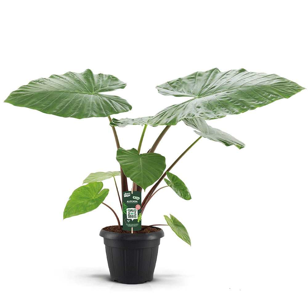 Urechea Elefantului (Alocasia) Imperial Red, Frunze mari cu nuante verzi si rosu bordo - 150 cm