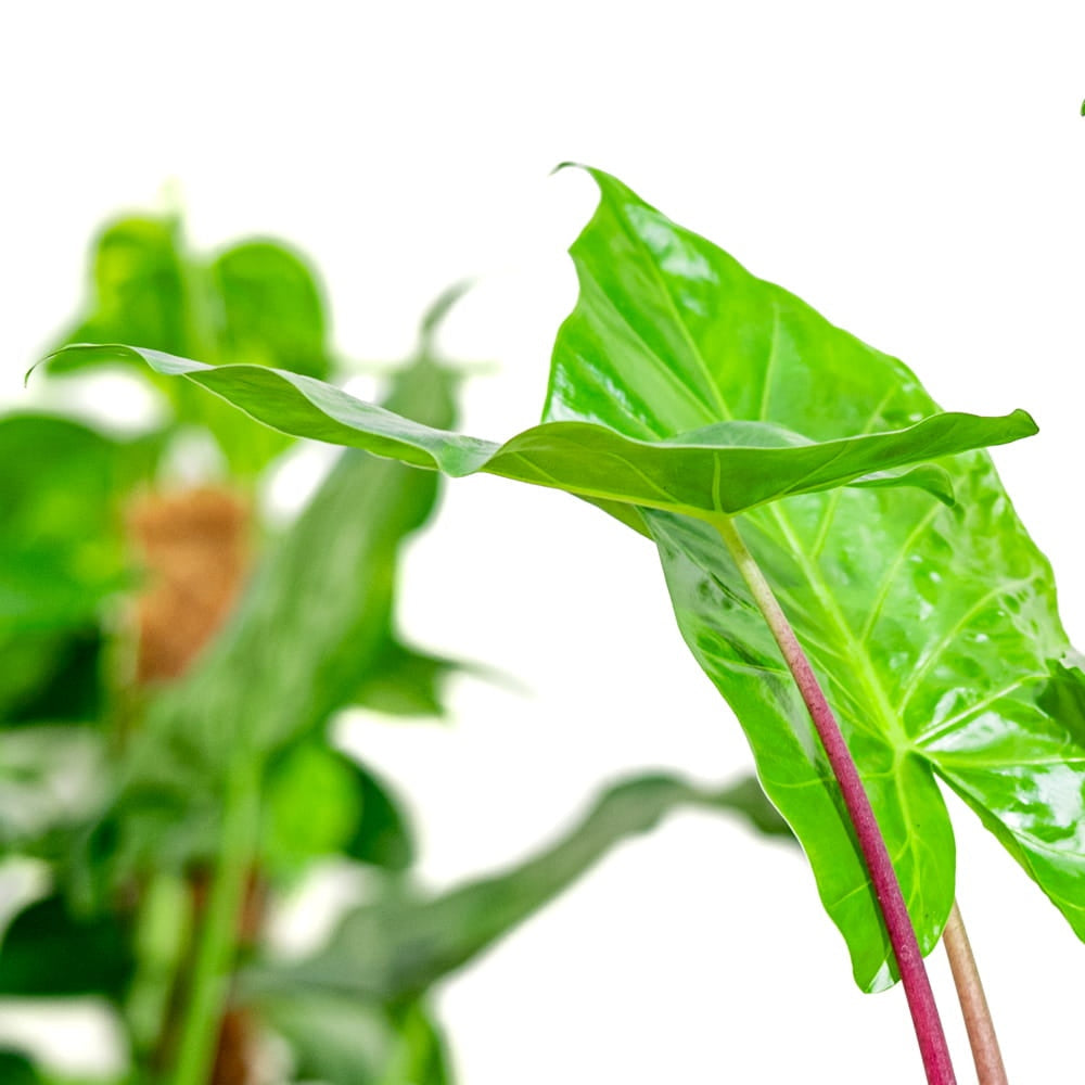 Urechea Elefantului (Alocasia) Imperial Red, Frunze mari cu nuante verzi si rosu bordo - 150 cm