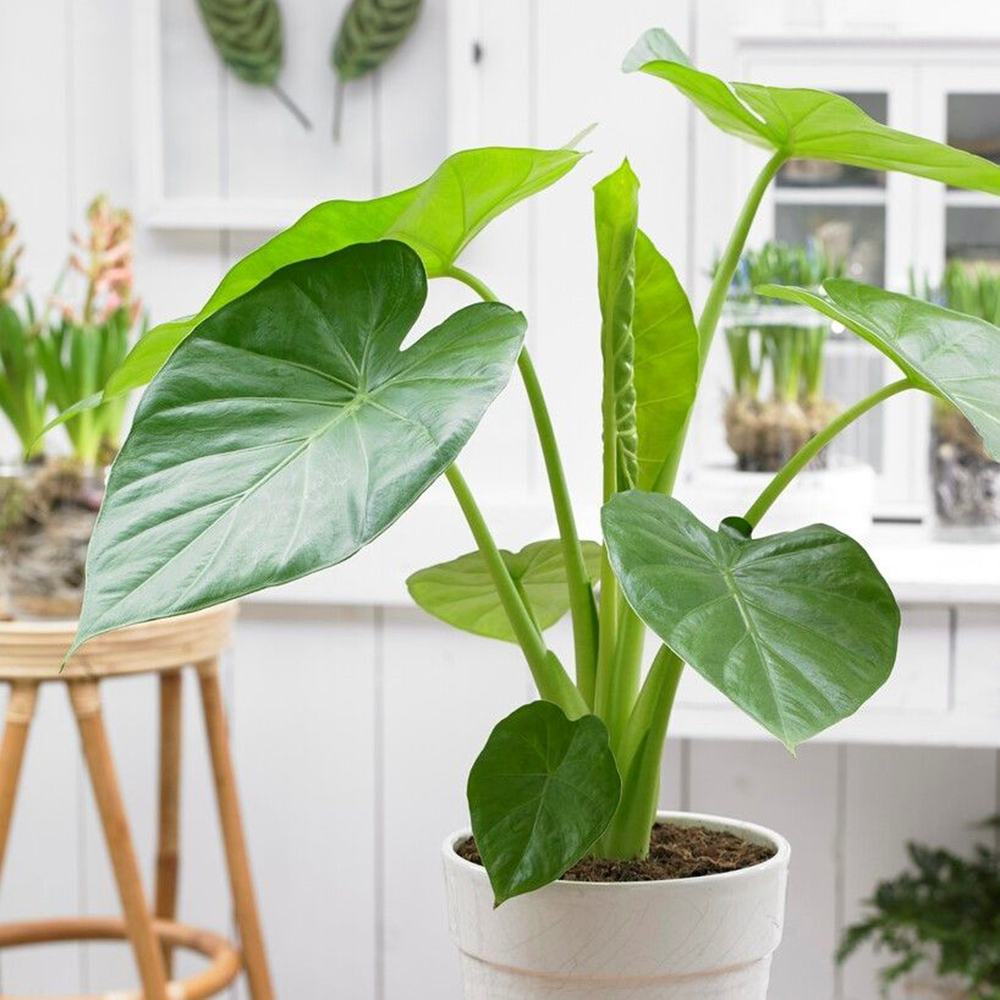 Urechea Elefantului Alocasia Giant Taro (Alocasia macrorrhizos), 110 cm, frunzele gigantice, de interior