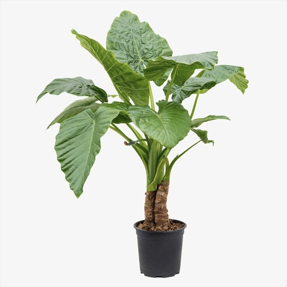 Urechea Elefantului Alocasia Giant Taro (Alocasia macrorrhizos), 110 cm, frunzele gigantice, de interior