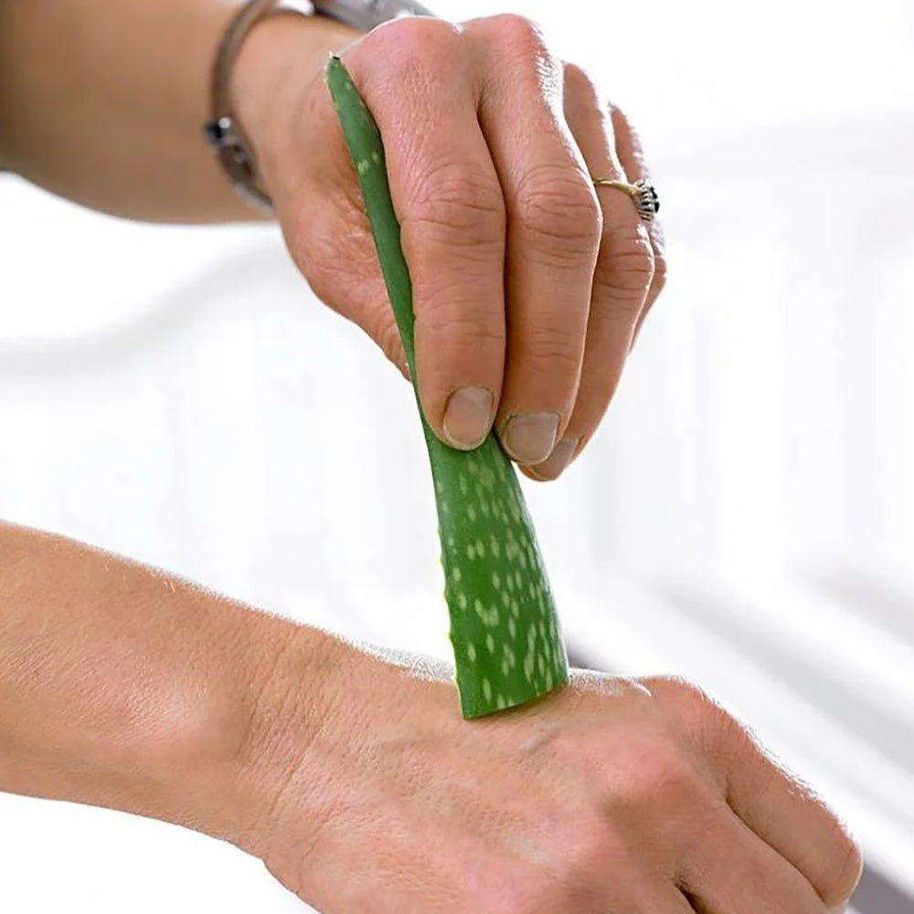 Aloe Vera Planta in Ghiveci, 15-25 cm, Gel Natural pentru Piele, Ingrijire si Vindecare