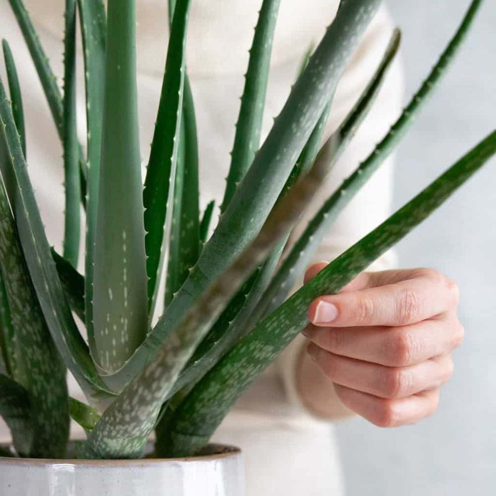 Aloe Vera Planta in Ghiveci, 15-25 cm, Gel Natural pentru Piele, Ingrijire si Vindecare