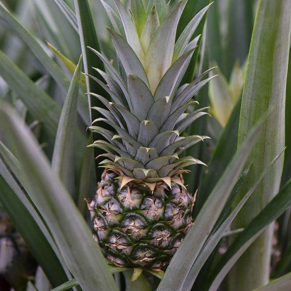 Ananas Tropical cu Fruct Mi Amigo, 40 cm, planta exotica decorativa, usor de ingrijit