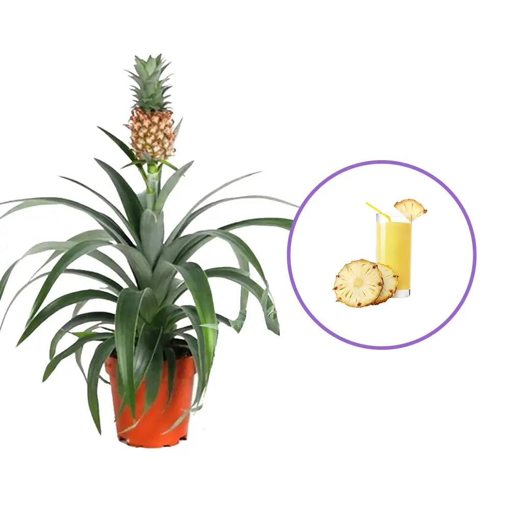 Ananas Tropical cu Fruct Mi Amigo, 40 cm, planta exotica decorativa, usor de ingrijit