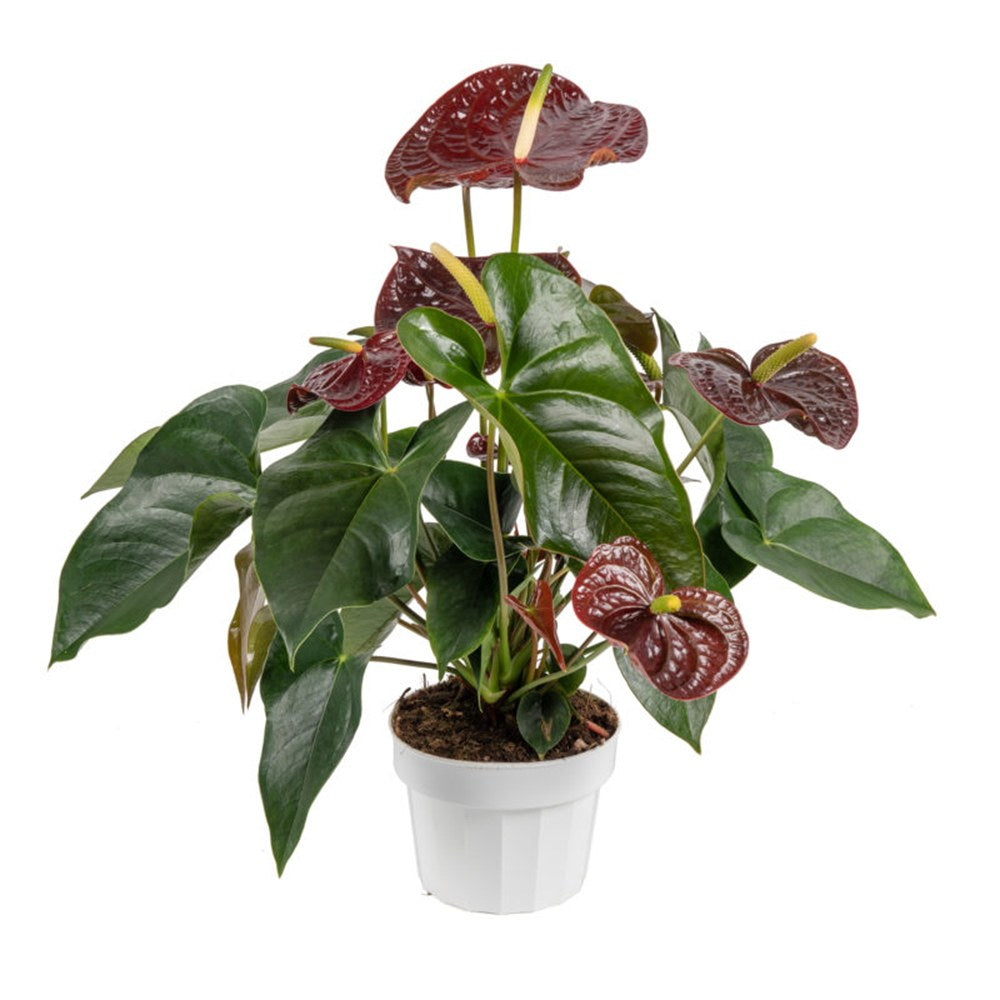 Flamingóvirág 'Adios Chocolate' – csokoládébarna, szív alakú virágokkal – 50 cm