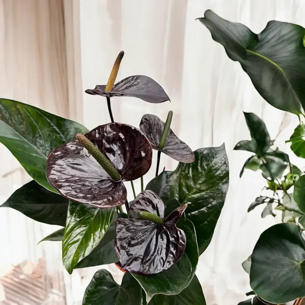 Flamingóvirág 'Adios Chocolate' – csokoládébarna, szív alakú virágokkal – 50 cm