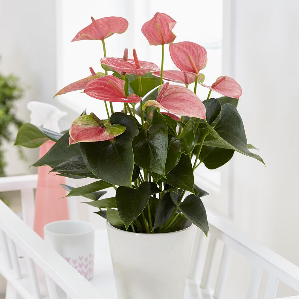 Flamingóvirág 'Adios Pink' – élénk rózsaszín, szív alakú virágú szobanövény – 55 cm