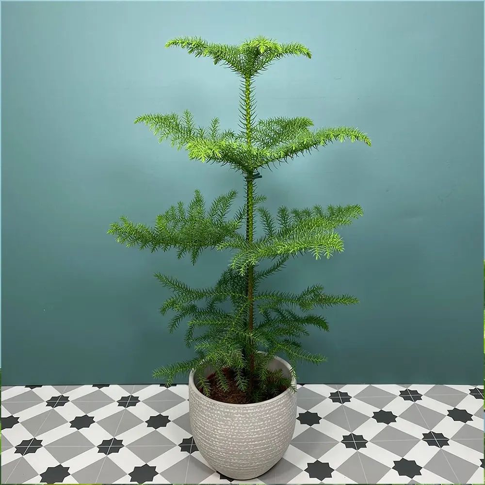 Brad de Camera Norfolk (Araucaria Heterophylla), 35 cm, cadou ideal de interior, vesnic verde, usor de ingrijit, perfect pentru verandele luminoase si neincalzite