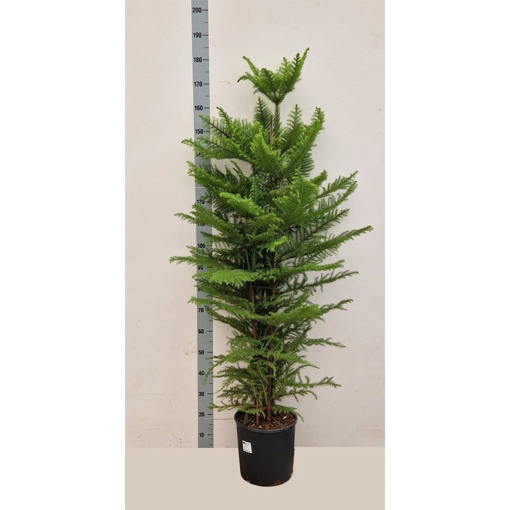 Brad de Camera Norfolk (Araucaria Heterophylla), 160-170 cm, cadou decorativ de interior, vesnic verde, usor de ingrijit, perfect pentru verandele luminoase si neincalzite