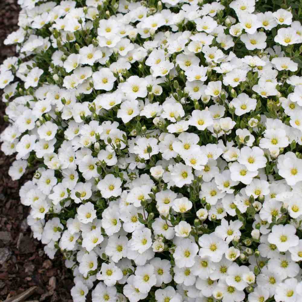 Arenaria montana planta perena taratoare, decorativa cu flori albe rezistenta la frig
