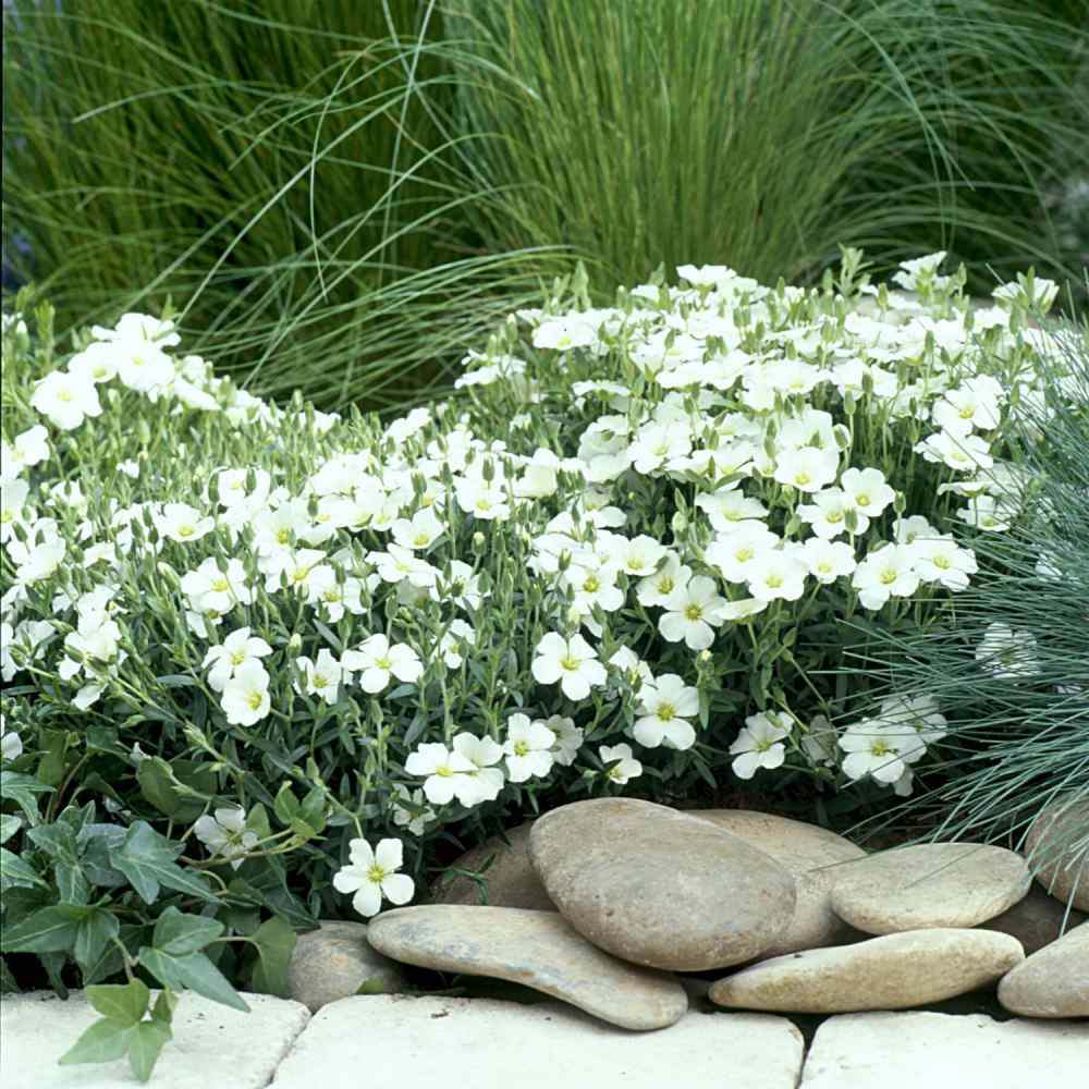 Arenaria montana planta perena taratoare, decorativa cu flori albe rezistenta la frig