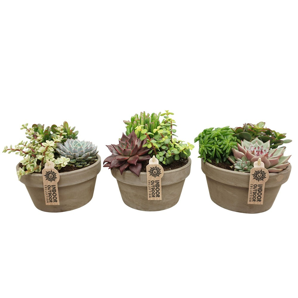Aranjament suculente, 20 cm, plante de interior rezistente, la ghiveci, de decor casa, cadou pentru cei dragi, cadou corporate