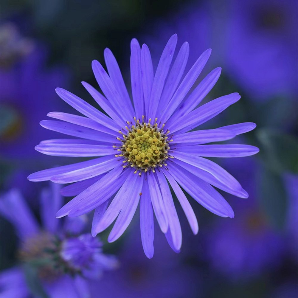 Őszi csillagvirág (Aster) 'Mönch' – ibolya-kék virágok, július–októberi virágzás