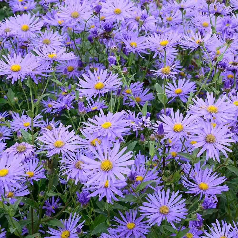 Őszi csillagvirág (Aster) 'Mönch' – ibolya-kék virágok, július–októberi virágzás