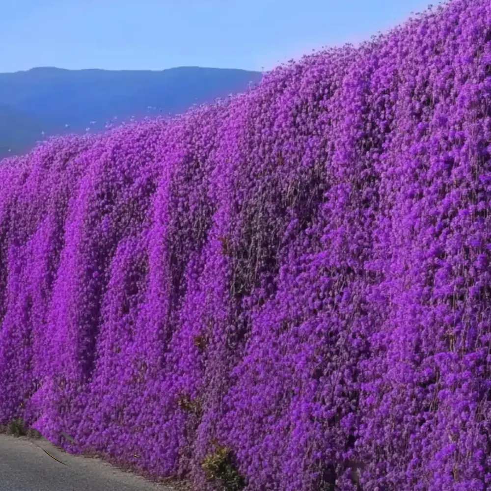 Kerti pázsitviola ‘Axcent Lilac’, természetes terjedésű, lila virágokkal, sziklakertekbe, tavaszi évelő talajtakaró, fagytűrő