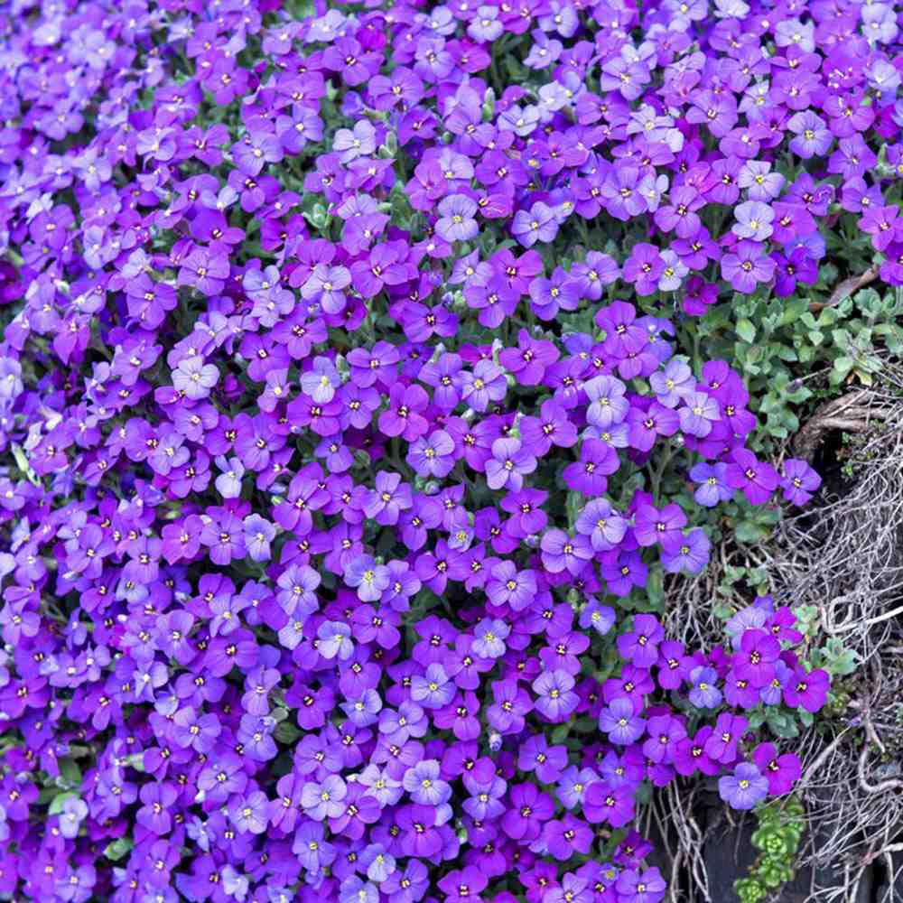 Aubrieta 'Blue Emperor' – kékeslila virágszőnyeg, talajtakaró évelő sziklakertekbe