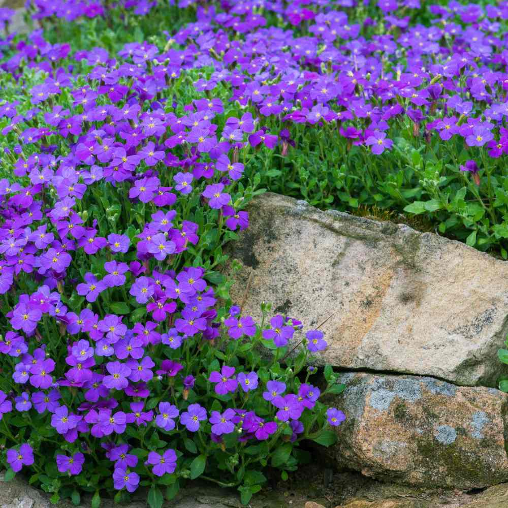 Aubrieta 'Blue Emperor' – kékeslila virágszőnyeg, talajtakaró évelő sziklakertekbe