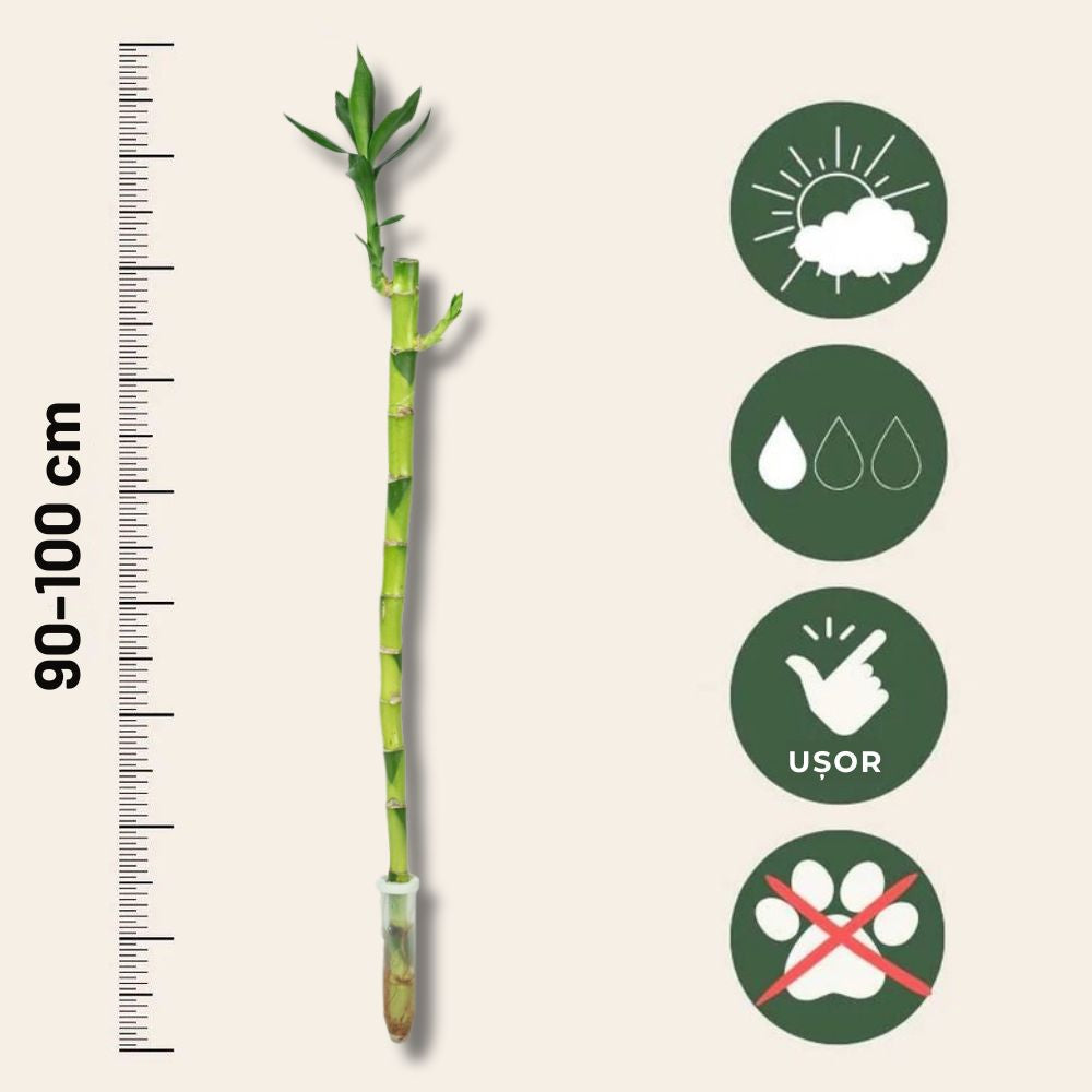 Szerencse-bambusz Dracaena Sanderiana – elegáns feng shui szobanövény, 100 cm