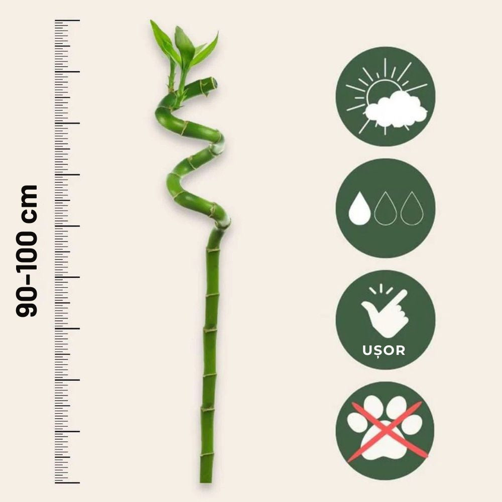 Szerencse-bambusz spirál 'Lucky Bamboo' – elegáns beltéri dísznövény Feng Shui szimbólummal