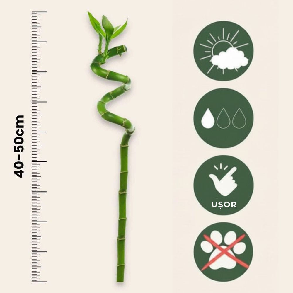 Szerencsebambusz Dracaena Sanderiana spirális szárral – elegáns beltéri dísznövény
