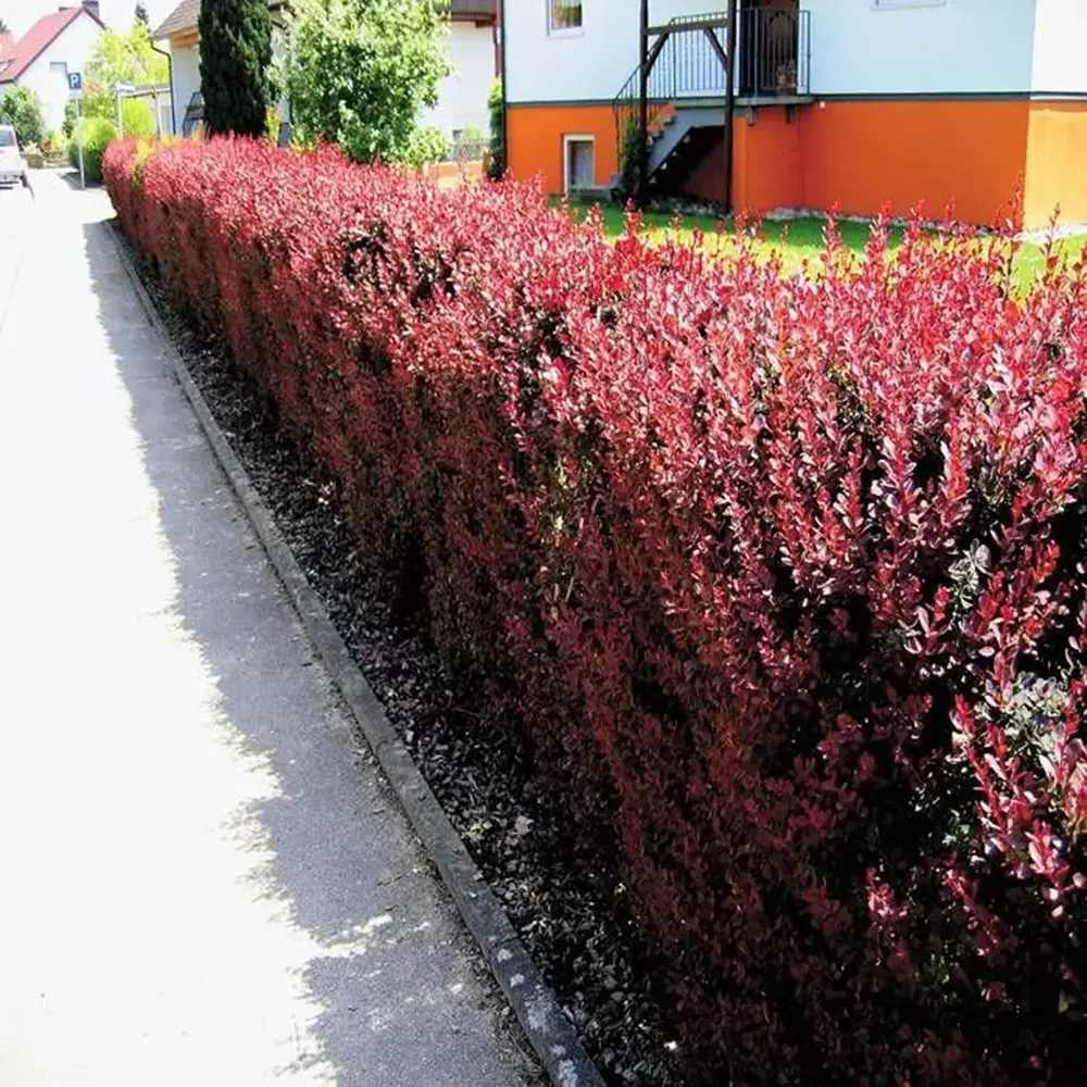 Dracila Berberis Japoneza Red Jewel, arbust decorativ cu frunze rosii fructe rosii, de gradina