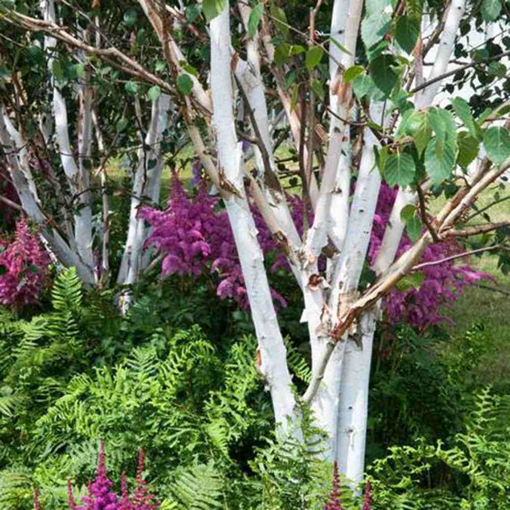 Mesteacan Alb Pur Himalayan Jacquemontii, scoarta alba intensa, decor peisagistic