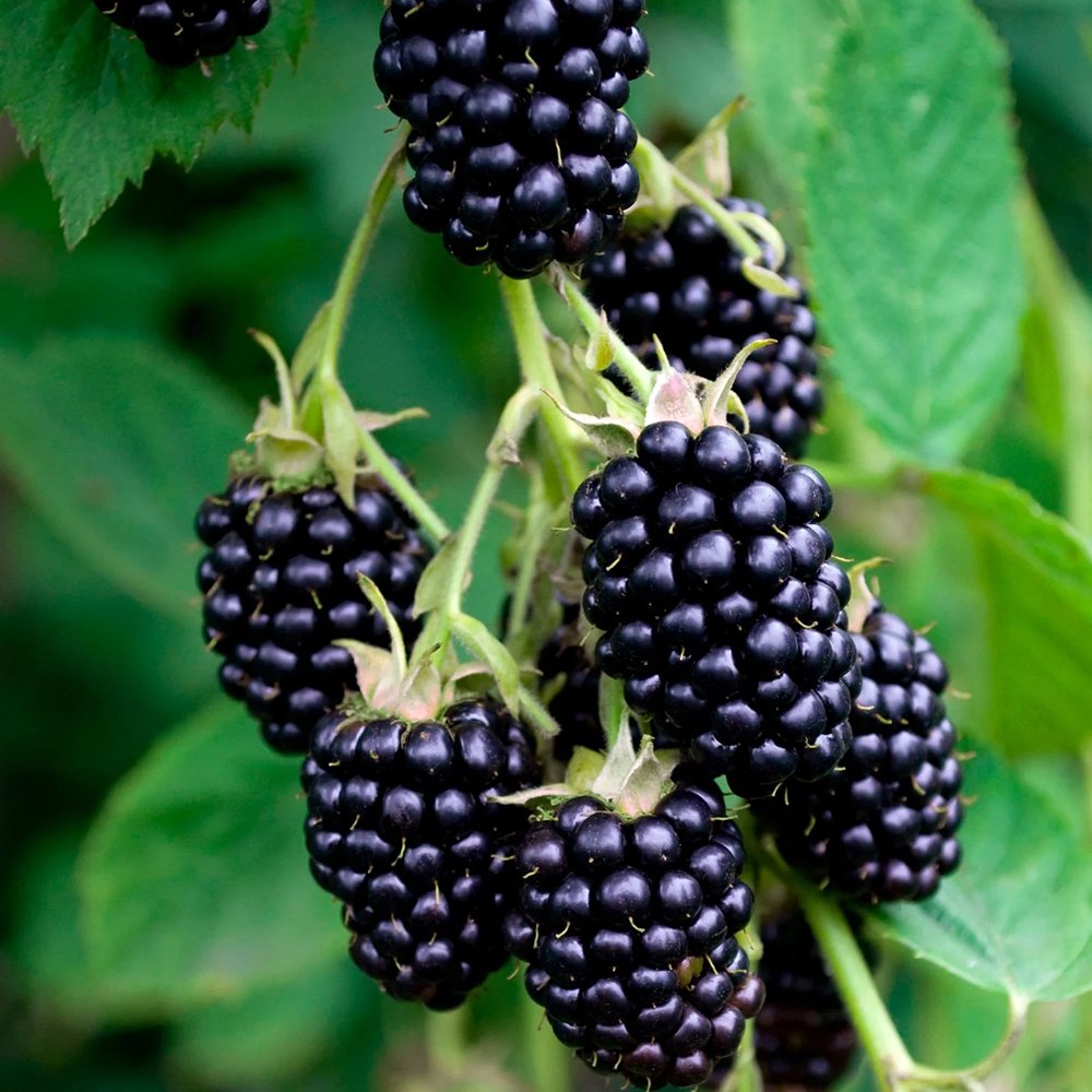 Mur fara spini Black Satin, cu fructe dulce acrisor, ideal pentru deserturi si gemuri.