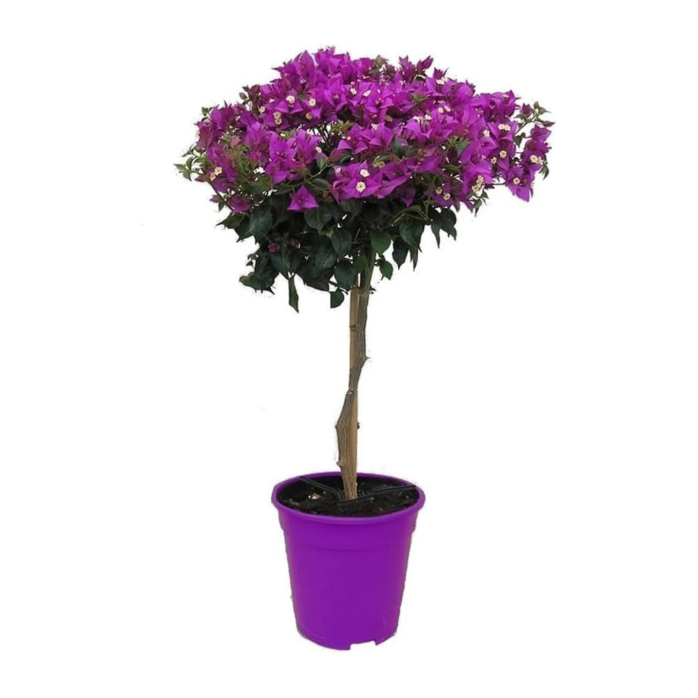 Murvafürt Bougainvillea Alexandra törzses, lilás-rózsaszín dísznövény teraszra és cserépbe
