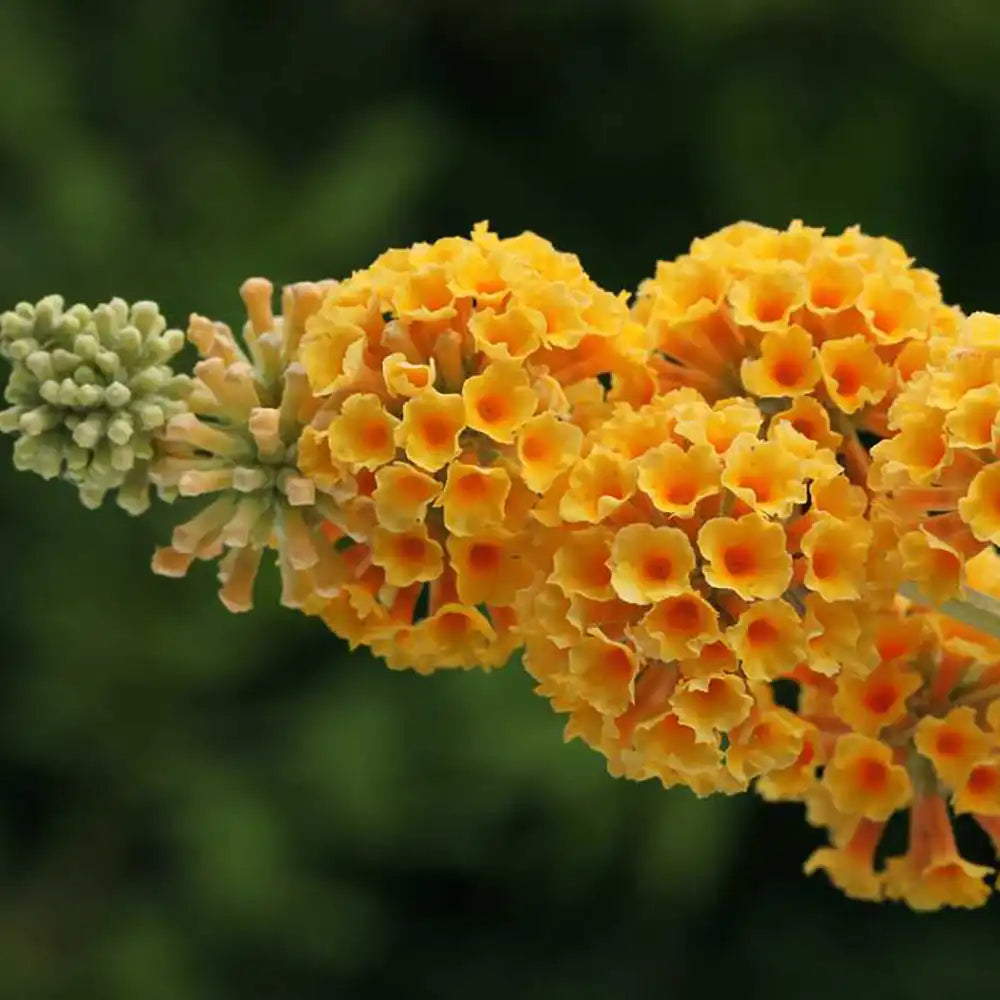 Liliac de Vara Sungold (Buddleja), arbust decorativ cu flori aurii-galben foarte parfumate abundente, crestere rapida, iubitor de soare
