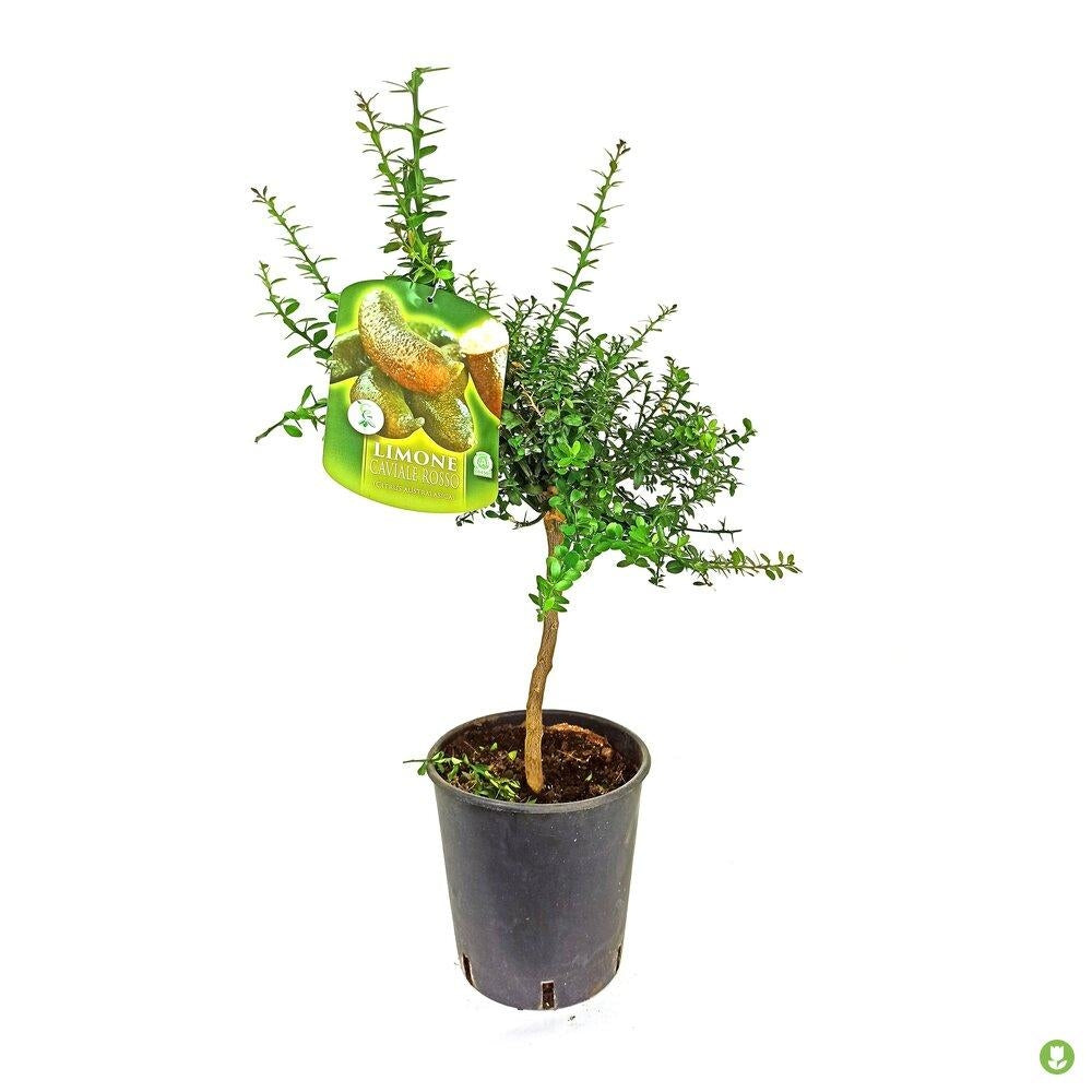 Kaviar citrom (Citrus australasica) – gyöngyös pulpájú egzotikus gyümölcs, örökzöld, teraszra – 40/50 cm
