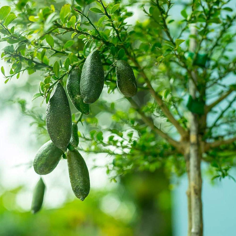 Kaviar citrom (Citrus australasica) – gyöngyös pulpájú egzotikus gyümölcs, örökzöld, teraszra – 40/50 cm